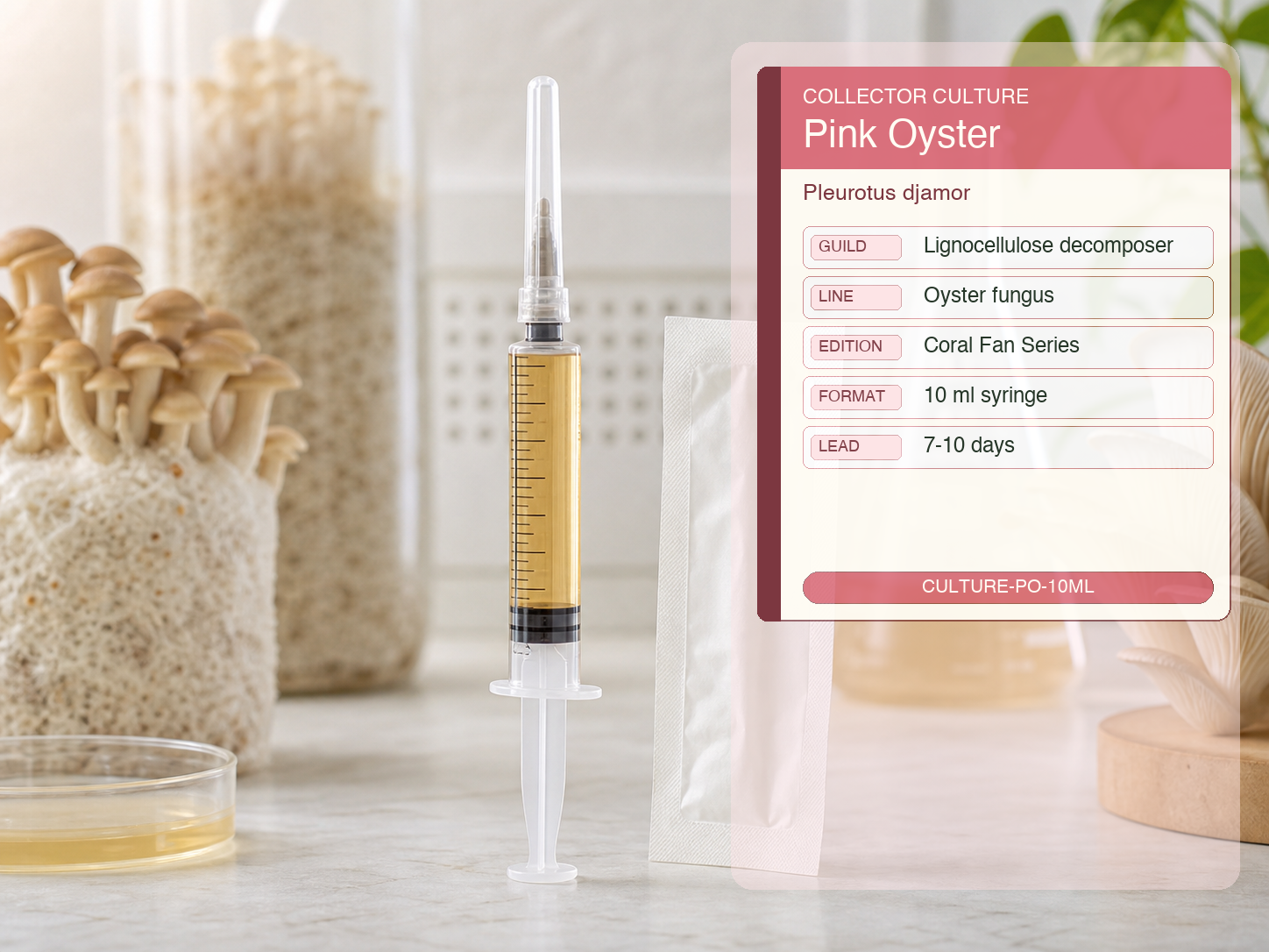 Sterile pink oyster liquid culture syringe for culinary mushroom cultivation